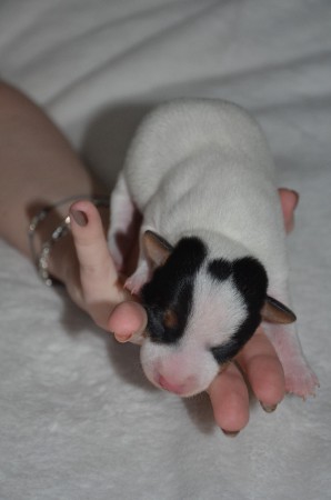 DASTAN: "...war völlig klar, dass der PRINCE OF PERSIA mein Namensgeber ist!"